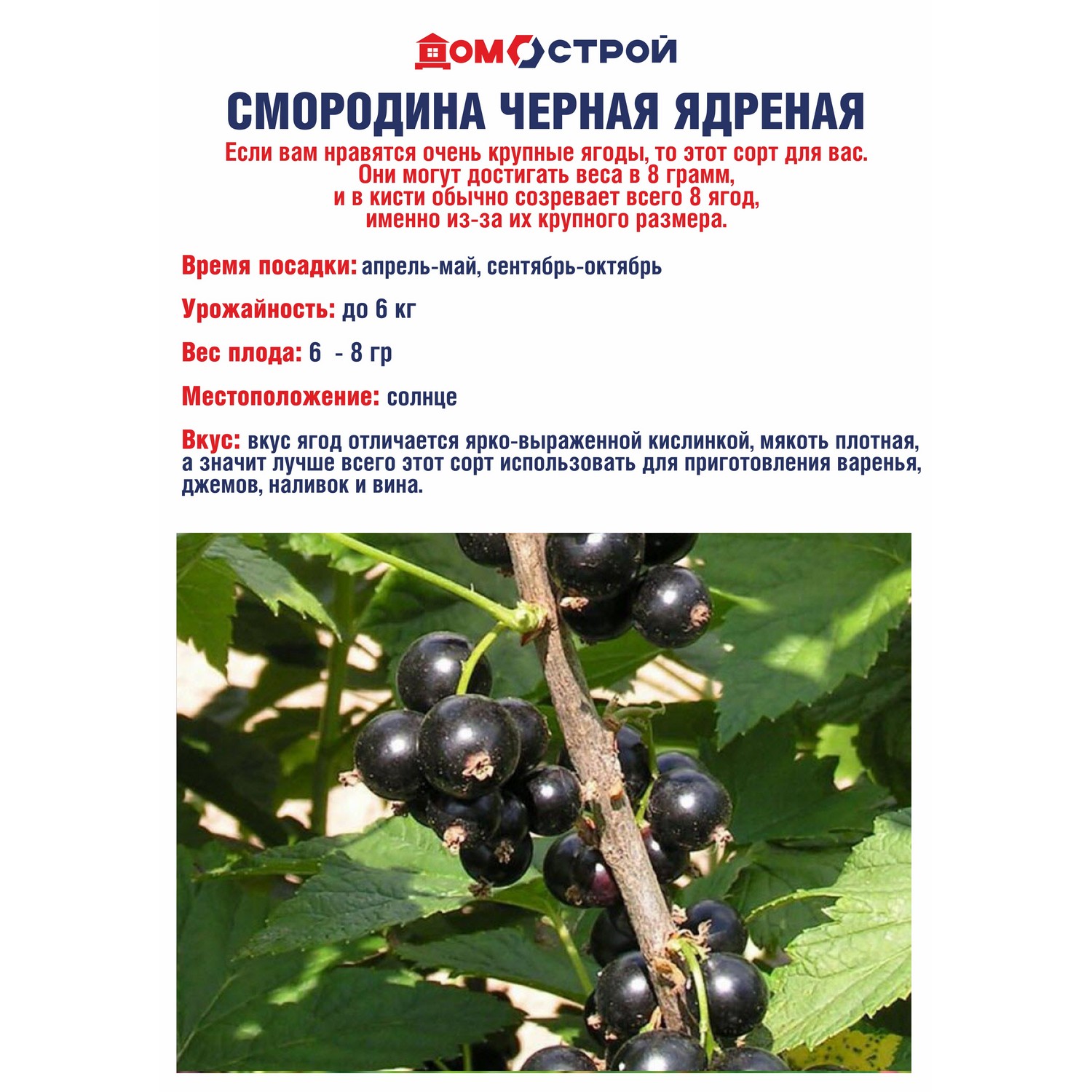 Смородина черная Ядреная  Высота саженца   40-70см  на кусте 2-3 ветки