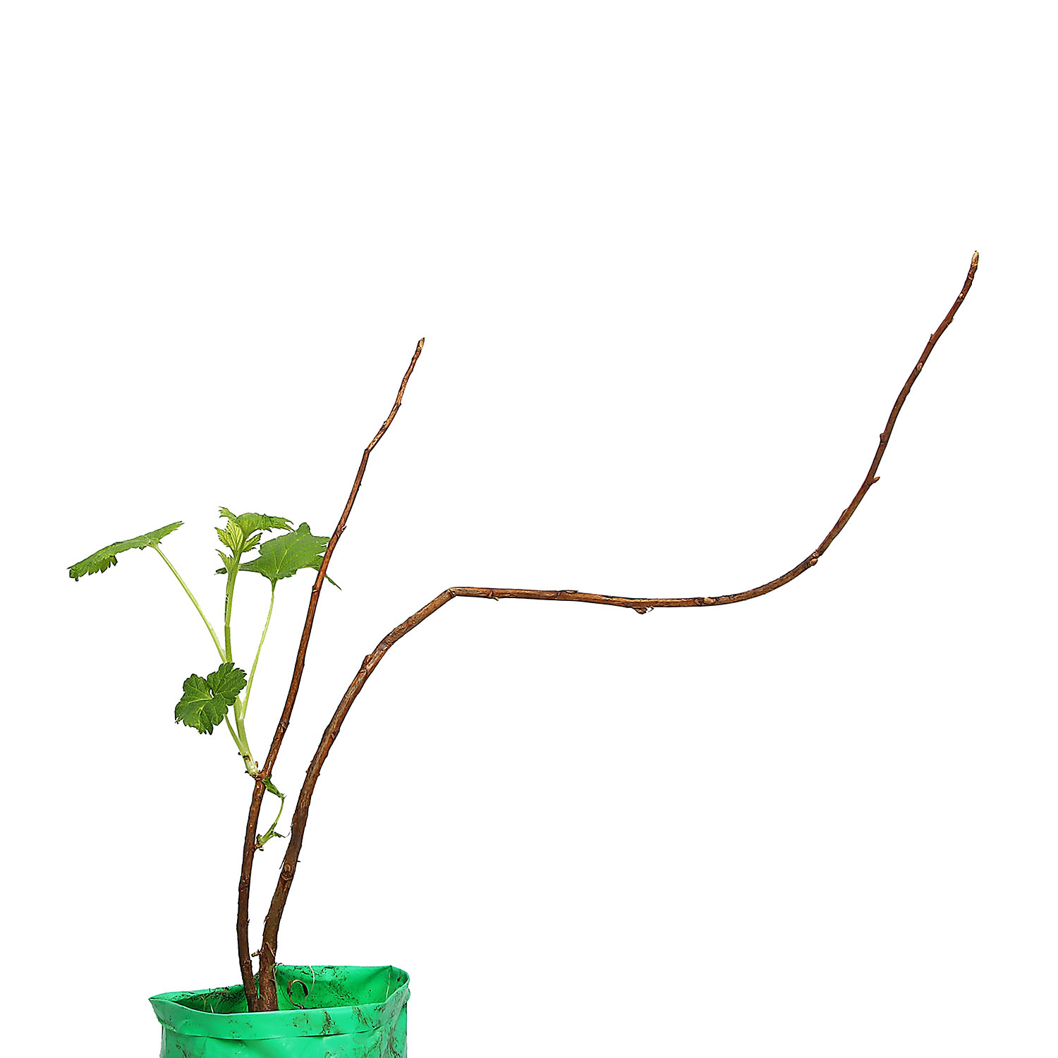 Смородина черная Сластёна