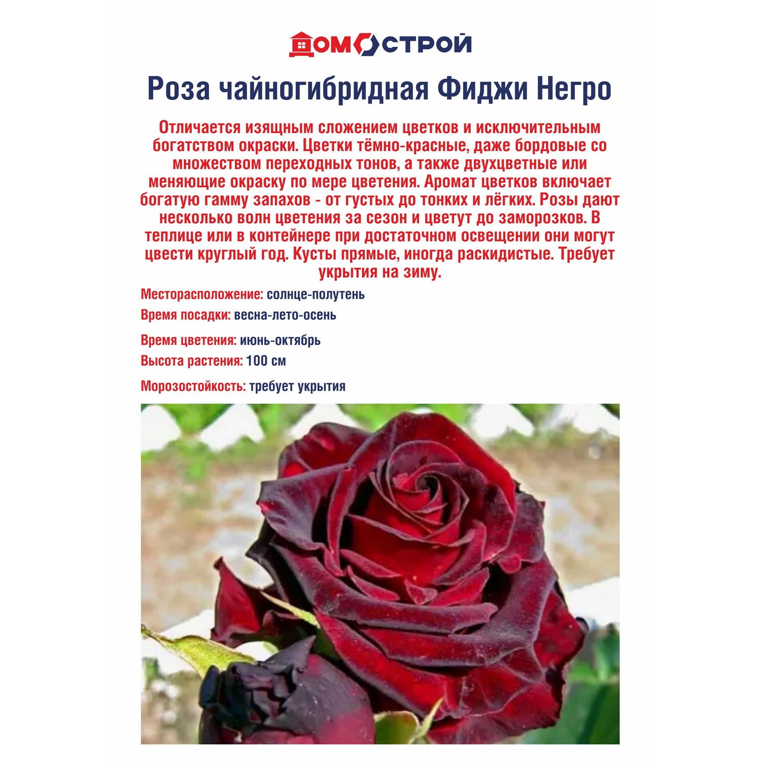 Роза чайногибридная Фиджо Негро