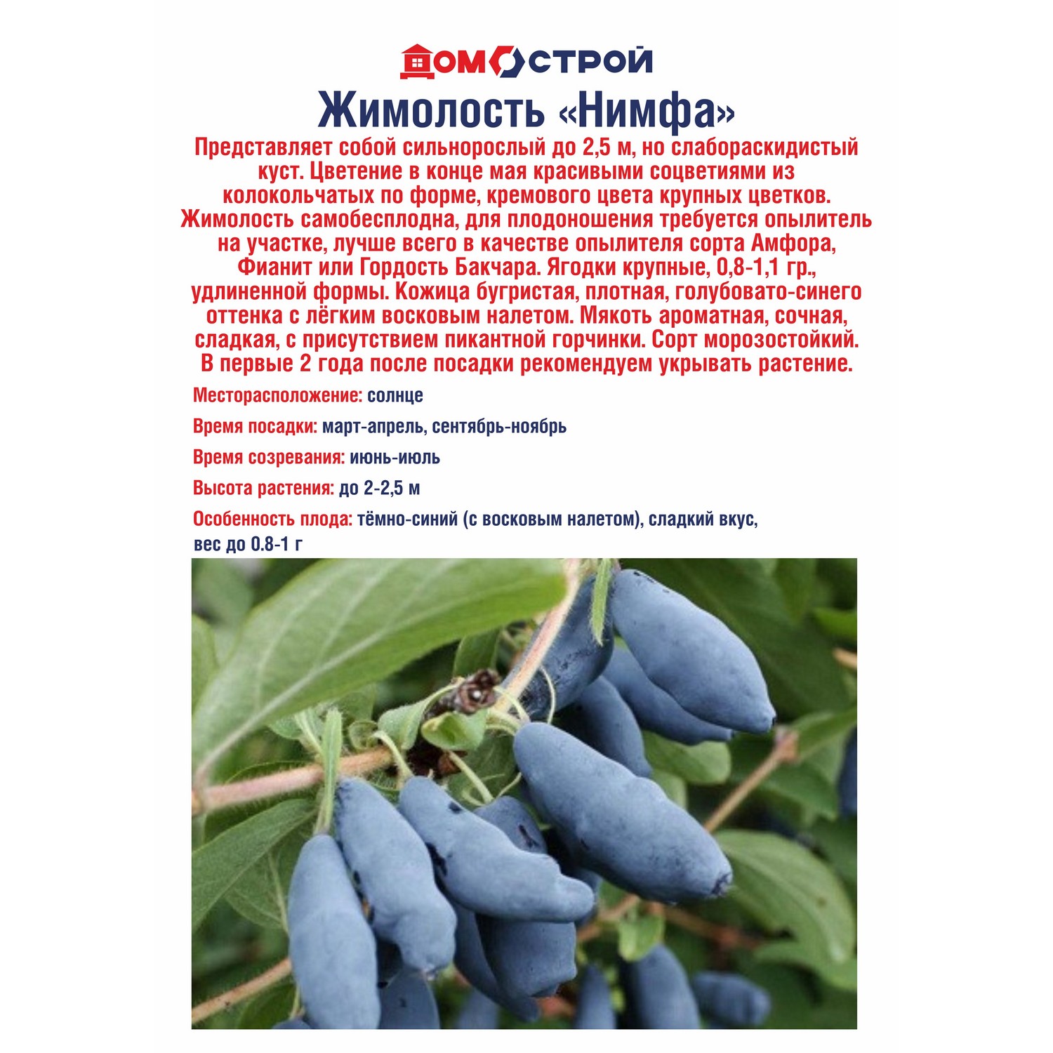 Жимолость Нимфа