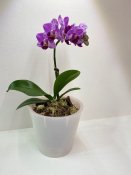 Кашпо пластм. "London Orchid" 5л d верха 230мм h145мм со вставкой Бел. перлам. ING1559БЛПЕРЛ *1/15