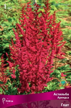 Астильба Арендса Глат/К