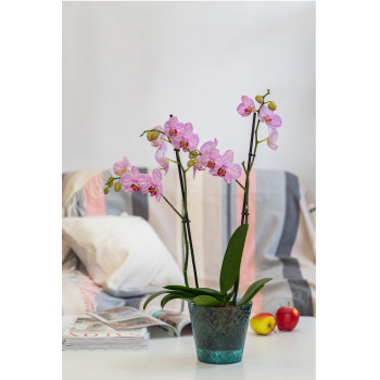 Кашпо пластм. "Manhattan Cristallo" 1,6л d верха 160мм h146мм со вставкой Изум.вода IG671110100*1/20 Кашпо пластм. "Manhattan Cristallo" 1,6л d верха 160мм h146мм со вставкой Изум.вода IG671110100*1/20