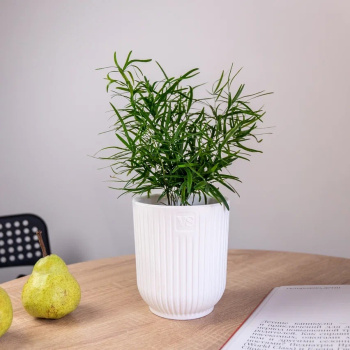 Кашпо пластм. "Эйва" 2,4л d верха 150мм h170мм со вставкой Белый АМО-2,4-01 ("VipSet") *1/12